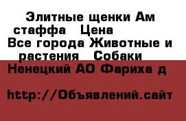 Элитные щенки Ам.стаффа › Цена ­ 25 000 - Все города Животные и растения » Собаки   . Ненецкий АО,Фариха д.